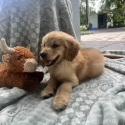 Purebred Golden Retriever Puppy