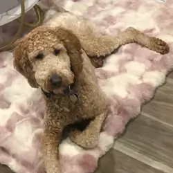 Goldendoodle