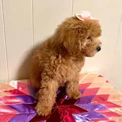 Mini poodle