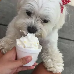 Young toy breed(Maltese)