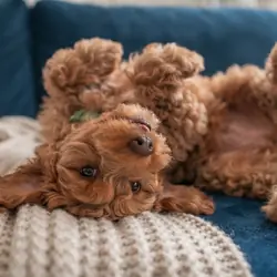 Cockapoo