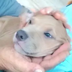 Blue-nose pit-terrier mix