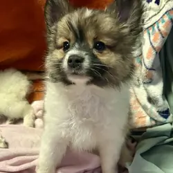 Papipom puppies
