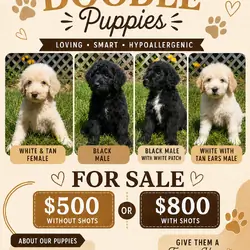 Standard Goldendoodles