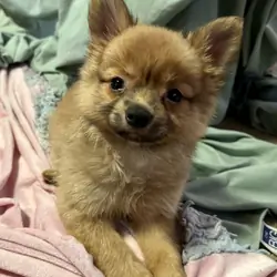 Papipom puppy