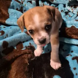 Male Chihuahua