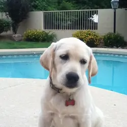 Labrador Retriever puppy