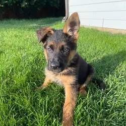 Puppy