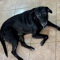 Lab Shep mix