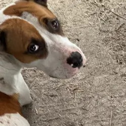 Red and white Dalmatian