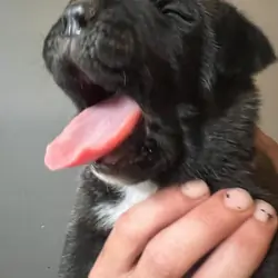 Napolitan Mastiff