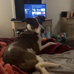 Beagle hound Blue healer mix