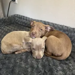 Xl bully puppy