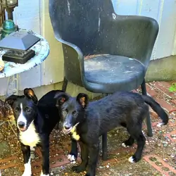 Border collie pups . Females in portland oregon