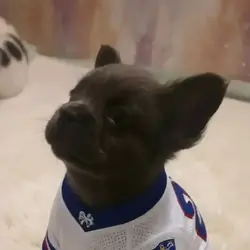 Fluffy frenchies