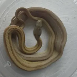 2025 F Caramel Stripe het Anery, Hypo, 66% ph Amel