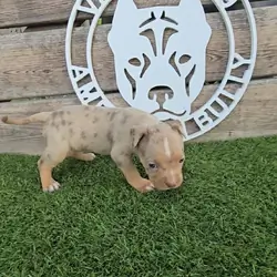 🐶 🐾🔥 ADORABLE AMERICAN BULLY PUPPIES READY FO🐶