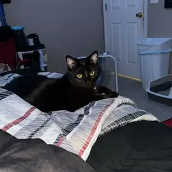 Black/Brown Cat