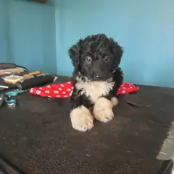 Auzziedoodle pups