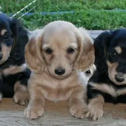 AKC Dachshund puppies for your family