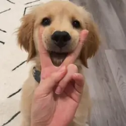 Puppy,Dog