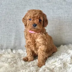 Female Mini Goldendoodle puppy