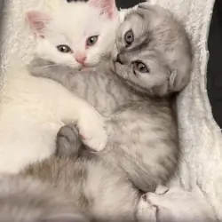 Scottish Fold