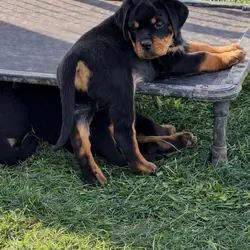 Nice Charming Rottweiler Puppies For Caring Homes