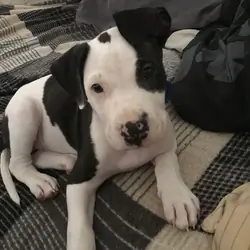 Meet Roxy- the ultimate retriever dream puppy