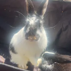 Rabbits