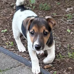 Jack Russell Terrier female pup