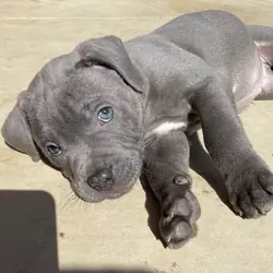 A 10 weeks old French bull dog