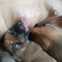 Mastiff puppies