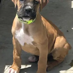 Boxer Puppies