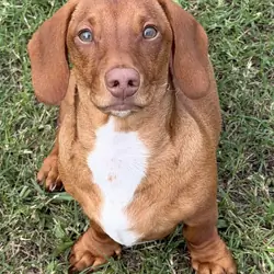 Mini dachshund