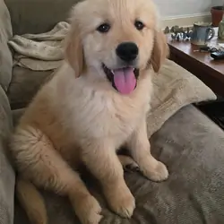 Golden Retriever Puppy - 9 Week Boy