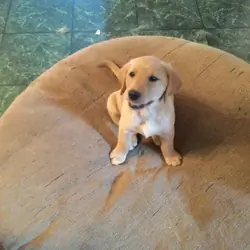 3/4 Labrador Retriever 1/4 Golden Retriever