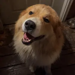 2 year old Great Pyrenees/ Burmese mountain dog