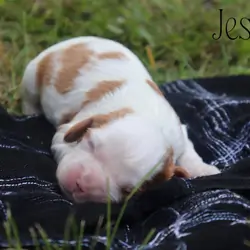 Cavalier puppies