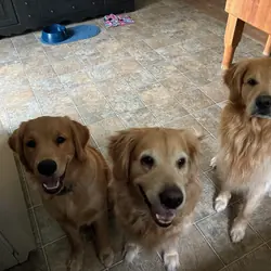 AKC Registered Golden Retriever Puppies