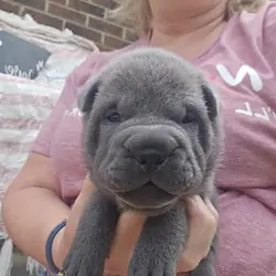 Shar-pei Boy