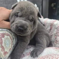Shar-pei Girl