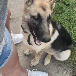 Male German Shepherd