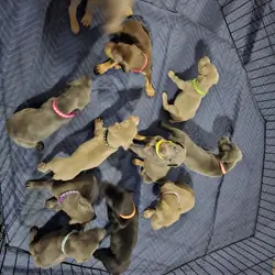 Doberman Puppies