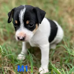Miniature Rat Terrier Puppies