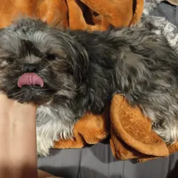 Precious Shihtzu