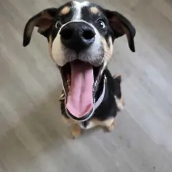 Sheperd Mix Female