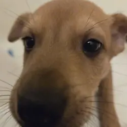 Male Mixed Breed Puppy