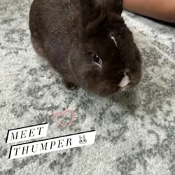 Netherland Dwarf Rabbit