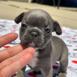 Puppies(French Bulldogs)